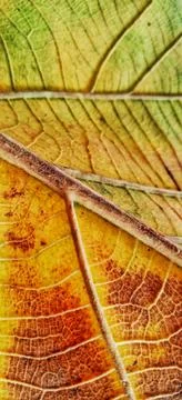 Pattern of an old teak leaf Stock Photos