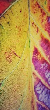 Pattern of an old teak leaf Stock Photos