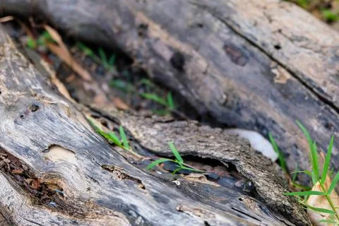 The pattern of old wooden logs on the grass Stock Photos