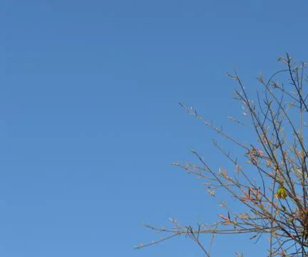 Pattern or background formed with the kear blue sky with some branches formin Foto stock