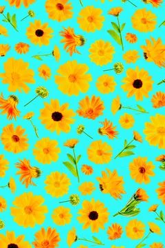 Pattern of orange flowers of calendula on a blue background, as a backdrop or Stock Photos