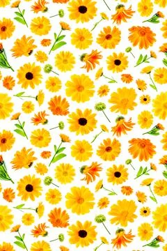 Pattern of orange flowers of calendula on a white background, as a backdrop o Stock Photos