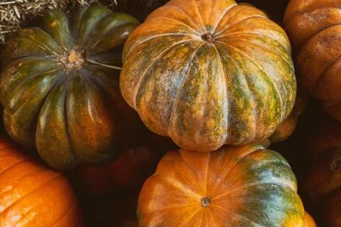 Pattern orange green pumpkin mini whole harvest a bunch of vegetables 스톡 사진
