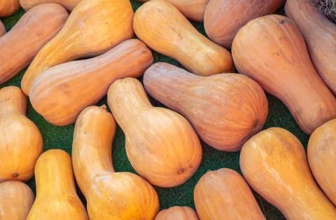 Pattern of orange pumpkins on green grass. Autumn Harvest Concept Stock Photos