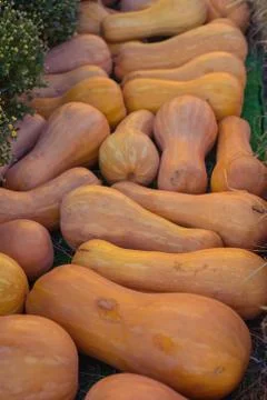 Pattern of orange pumpkins on green grass. Autumn Harvest Concept Stock Photos