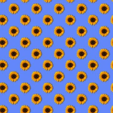 Pattern with orange sunflowers on blue background Stock Photos