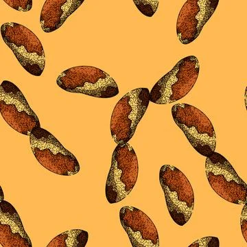 Pattern organic brazil nut sketch hand drawn Stock Illustration