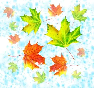 Pattern out of autumn maple tree leaves Stock Photos