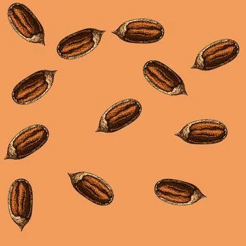Pattern pacana pecan nut sketch hand drawn Stock Illustration