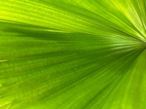 Pattern on the palm leaves for a background image. Stock Photos