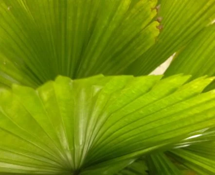 Pattern on the palm leaves for a background image. Stock Photos
