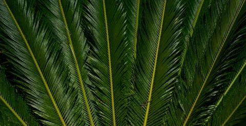 Pattern of palm leaves. Palm background. Green leaves wallpaper. Exotic jungle Stock Photos