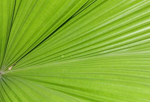Pattern on the palm leaves Stock Photos