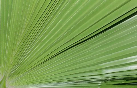 Pattern on the palm leaves Stock Photos