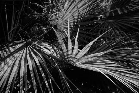 Pattern of palm leaves , sunlit with dark background. Nature stock image in b 스톡 사진