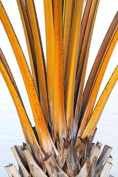 The pattern of the  palm tree bark background, Stock-Fotos