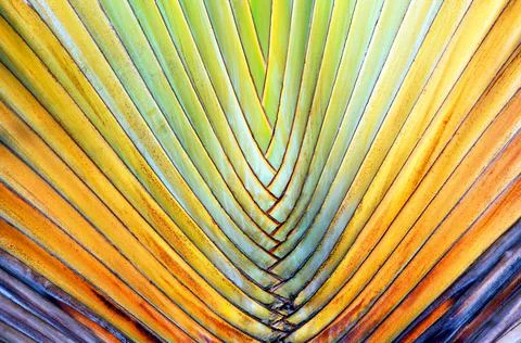 The pattern of the  palm tree bark background, 스톡 사진