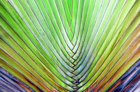 The pattern of the  palm tree bark background, Stock-Fotos