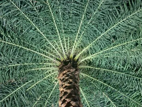 Pattern of a palm tree from below Stock Photos