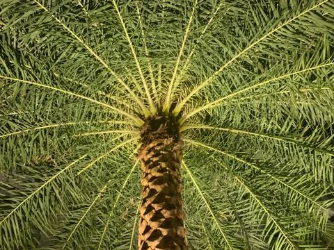 Pattern of a palm tree from below Stock Photos
