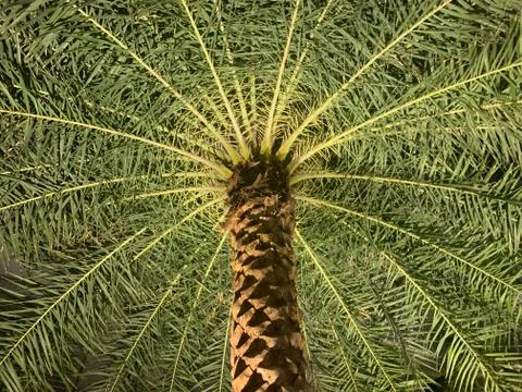 Pattern of a palm tree from below Stockfoto's