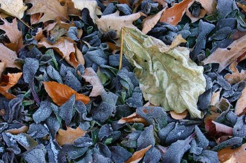 Pattern paper leaf acer change crystal dead end Stock Photos