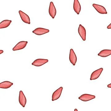 Pattern Parasite worm vector flatworm trematode diagram Illustration