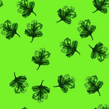 Pattern parsley coriander sketch hand drawn Stock Illustration