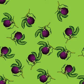 Pattern passion fruit maracuya sketch hand drawn Illustration