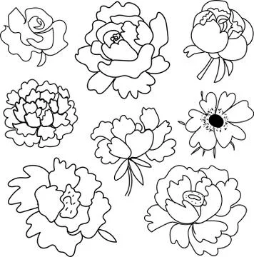 Pattern with peonies, roses and anemones. The botanical print doodle Stock Illustration