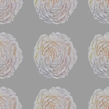 Pattern peony Illustrazione stock