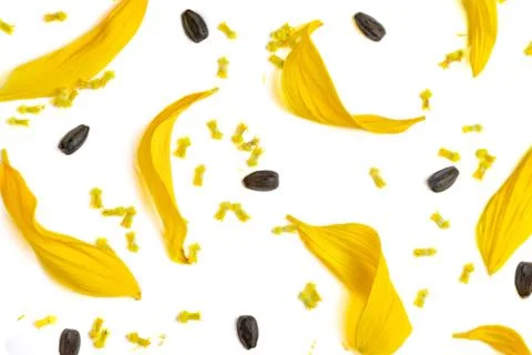 Pattern of petals and seeds. Beautiful yellow sunflower petals Stock Photos