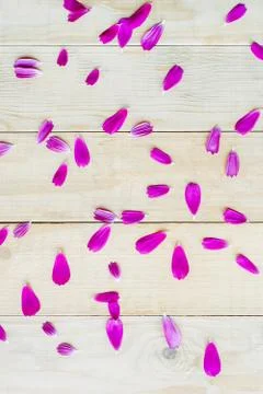 Pattern of petals cosmos flowers Stock Photos