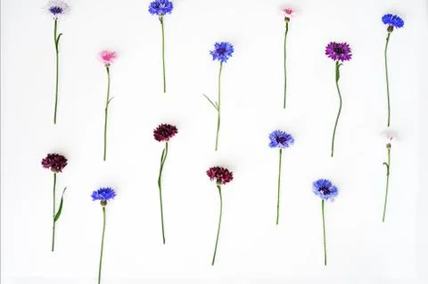 Pattern with petals of wildflowers on white background. Stock Photos