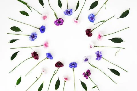 Pattern with petals of wildflowers on white background. Stock Photos