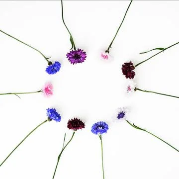 Pattern with petals of wildflowers on white background. Stock Photos