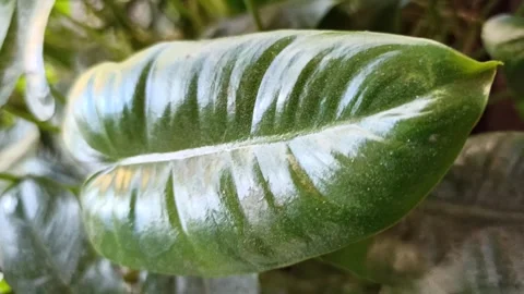 Pattern of Philodendron burle-marxii Leaves with Tropical Texture Stock Footage 338139837