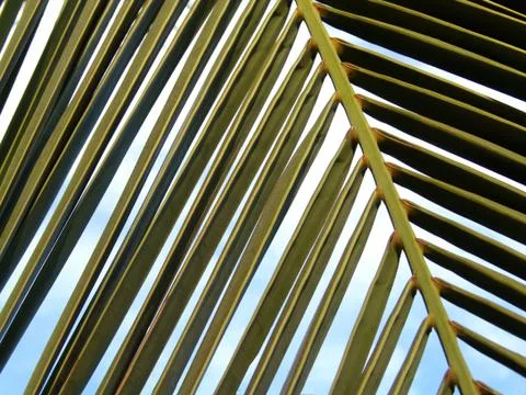 Pattern Foto stock