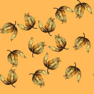 Pattern physalis food berry sketch hand drawn Stock Illustration