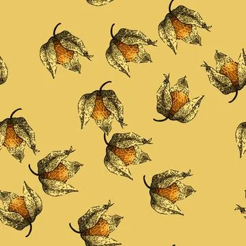 Pattern physalis orange berry sketch hand drawn Illustrazione stock