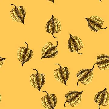 Pattern physalis sweet berry sketch hand drawn Stock Illustration