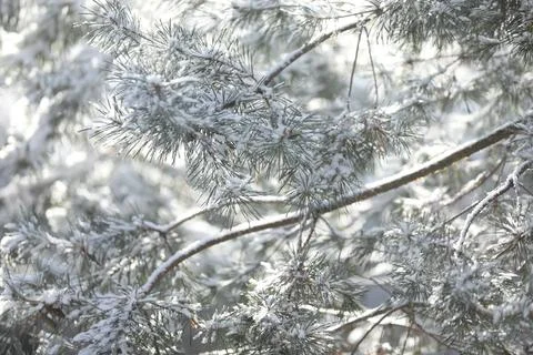 Pattern of pine branches with snow Stock Photos