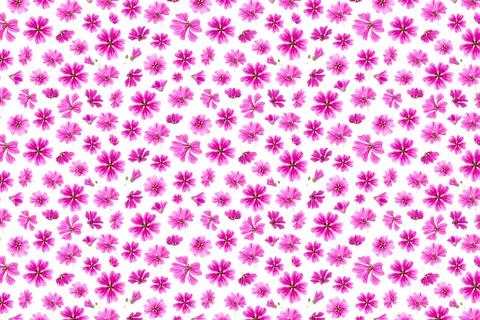 Pattern of pink flowers on a white background, as a backdrop or texture. Spri Stock Photos