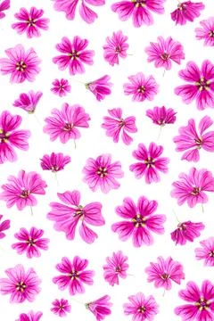 Pattern of pink flowers on a white background, as a backdrop or texture. Spri Stock Photos