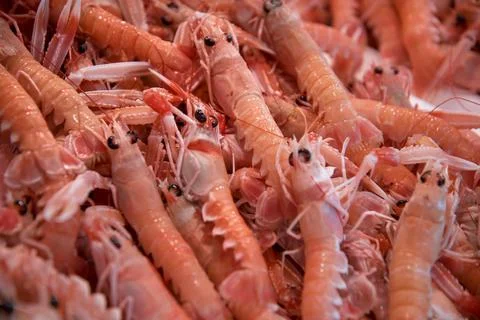 Pattern of pink langoustines Stock Photos