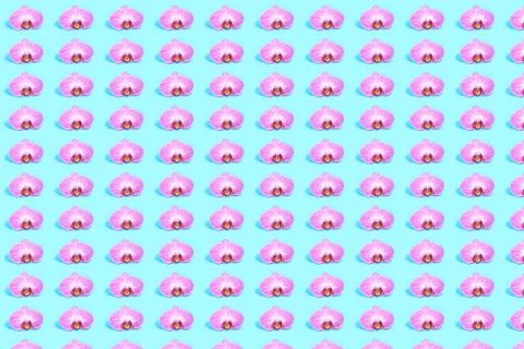 Pattern of pink orchid on the bue background. Stock Photos