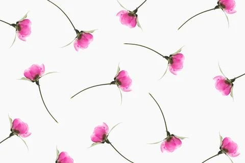 Pattern of pink peony on a white background. Women's Day or March 8 Stock Photos
