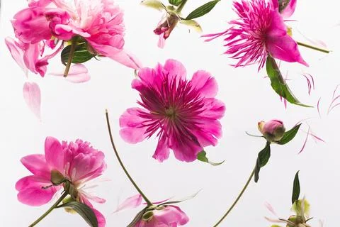 Pattern of pink peony on a white background Stock Photos