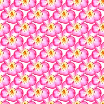 Pattern pink rose hips. Roses seamless pattern. Watercolor. Stock Illustration