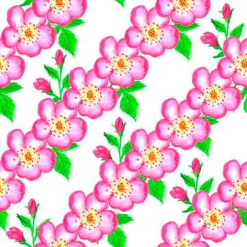 Pattern pink rose hips. Roses seamless pattern. Watercolor. Stock Illustration
